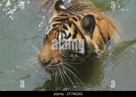 Ein Sumatra-Tiger tränkt sich in einem Teich, während er sich wütend umsieht Stockfoto