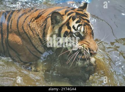 Ein Sumatra-Tiger tränkt sich in einem Teich, während er sich wütend umsieht Stockfoto