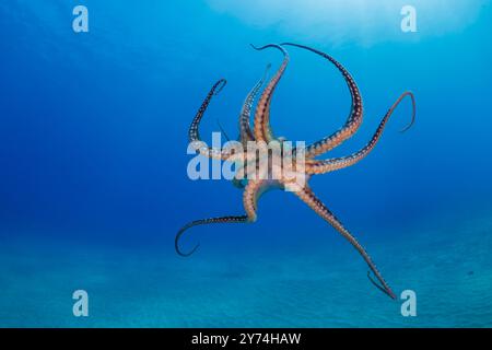 Der Tagesoktopus, Octopus cyanea, ist auch als der große blaue Oktopus bekannt. Es kommt sowohl im Pazifik als auch im Indischen Ozean vor, von Hawaii bis zum östlichen CO Stockfoto