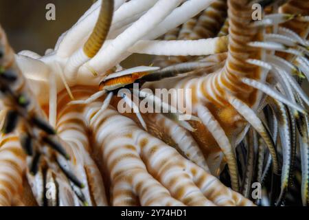 Eine Hocke Hummer, Allogalathera elegans, auf einen passenden crinoid, Comanthus bennetti, Yap, Föderierte Staaten von Mikronesien. Stockfoto