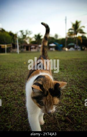 Eine Katze läuft auf einem Feld auf dem Gras. Die Katze ist schwarz, weiß und orange Stockfoto