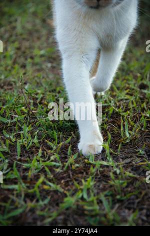 Eine Katzenpfoten, die auf dem Gras laufen. Die Katze ist weiß und hat eine schwarze Nase Stockfoto