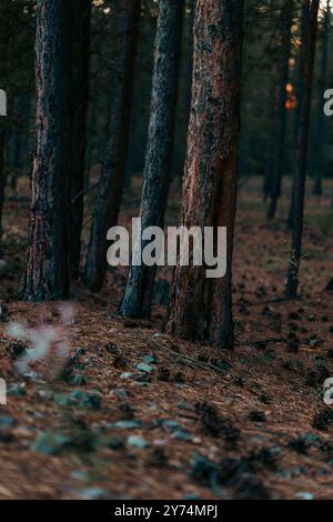 Herbstlicher Wald mit hohen Kiefern vor einem Hintergrund von sanftem Abendlicht. Der Boden ist mit Nadelmüll bedeckt, was eine Atmosphäre von priv Stockfoto