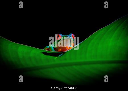 Rotaugenfrosch (Agalychnis callidryas) aus Costa Rica Stockfoto