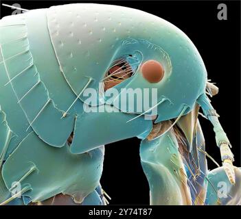 Menschlicher Floh. Farbige Rasterelektronenmikrographie (REM) eines menschlichen Flohs (Pulex irritans). Flöhe sind externe Parasiten, die Krankheiten, einschließlich der Plaque, übertragen und übertragen können. Der Juckreiz bei einem Flohbiss ist hauptsächlich auf eine allergische Reaktion auf den Speichel oder den Kot des Flohs zurückzuführen, der sich in der Nähe des Bisses abgesetzt und durch Kratzen eingerieben hat. Vergrößerung: x40 bei 10 Zentimetern Breite. Stockfoto