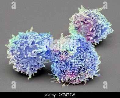 Ruhende T-Lymphozyten. Farbige Rasterelektronenmikrographie (REM) ruhender T-Lymphozyten aus einer menschlichen Blutprobe. T-Lymphozyten oder T-Zellen sind eine Art weißer Blutkörperchen und Bestandteile des körpereigenen Immunsystems. Sie Reifen im Thymus. T-Lymphozyten erkennen eine bestimmte Stelle auf der Oberfläche von Krankheitserregern oder Fremdkörpern (Antigene), binden sich daran und ziehen Antikörper oder Zellen an, um dieses Antigen zu eliminieren. Exemplar mit freundlicher Genehmigung von Professor Greg Towers, University College London. Vergrößerung: x3000 bei Druck in einer Breite von 10 Zentimetern. Stockfoto