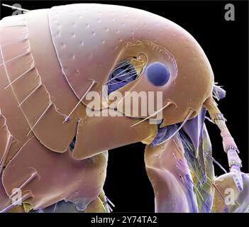 Menschlicher Floh. Farbige Rasterelektronenmikrographie (REM) eines menschlichen Flohs (Pulex irritans). Flöhe sind externe Parasiten, die Krankheiten, einschließlich der Plaque, übertragen und übertragen können. Der Juckreiz bei einem Flohbiss ist hauptsächlich auf eine allergische Reaktion auf den Speichel oder den Kot des Flohs zurückzuführen, der sich in der Nähe des Bisses abgesetzt und durch Kratzen eingerieben hat. Vergrößerung: x40 bei 10 Zentimetern Breite. Stockfoto