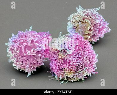 Ruhende T-Lymphozyten. Farbige Rasterelektronenmikrographie (REM) ruhender T-Lymphozyten aus einer menschlichen Blutprobe. T-Lymphozyten oder T-Zellen sind eine Art weißer Blutkörperchen und Bestandteile des körpereigenen Immunsystems. Sie Reifen im Thymus. T-Lymphozyten erkennen eine bestimmte Stelle auf der Oberfläche von Krankheitserregern oder Fremdkörpern (Antigene), binden sich daran und ziehen Antikörper oder Zellen an, um dieses Antigen zu eliminieren. Exemplar mit freundlicher Genehmigung von Professor Greg Towers, University College London. Vergrößerung: x3000 bei Druck in einer Breite von 10 Zentimetern. Stockfoto