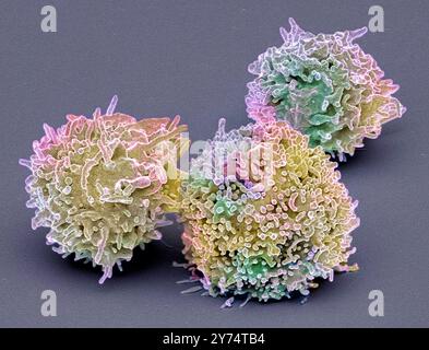 Ruhende T-Lymphozyten. Farbige Rasterelektronenmikrographie (REM) ruhender T-Lymphozyten aus einer menschlichen Blutprobe. T-Lymphozyten oder T-Zellen sind eine Art weißer Blutkörperchen und Bestandteile des körpereigenen Immunsystems. Sie Reifen im Thymus. T-Lymphozyten erkennen eine bestimmte Stelle auf der Oberfläche von Krankheitserregern oder Fremdkörpern (Antigene), binden sich daran und ziehen Antikörper oder Zellen an, um dieses Antigen zu eliminieren. Exemplar mit freundlicher Genehmigung von Professor Greg Towers, University College London. Vergrößerung: x3000 bei Druck in einer Breite von 10 Zentimetern. Stockfoto