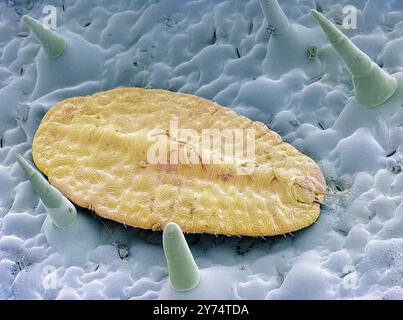 Schuppen des Insekts. Farbige Rasterelektronenmikrographie (REM) eines Schuppeninsekts (Superfamilie Coccoidea) auf einem Blatt. Dieser Schädling ernährt sich vom saft der Pflanze. Es sezerniert eine pulverförmige Wachsschicht, die es vor Pestiziden und Raubtieren schützt. Viele Arten sind ernste Pflanzenschädlinge und sind besonders problematisch, weil sie Quarantänemaßnahmen umgehen können. Vergrößerung: x150, wenn 10 Zentimeter breit gedruckt werden. Stockfoto