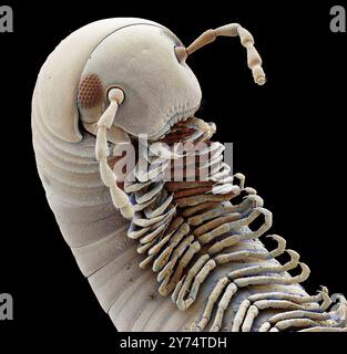 Tausendfüßler, farbiges Rasterelektronenmikroskop (REM). Tausendfüßler (Klasse: Diplopoda) haben lange Körper, wobei einige Arten Hunderte von Beinen haben, die in zwei Beinpaaren auf jedem Körpersegment angeordnet sind. Sie sind langsam bewegte Pflanzenfresser, die sich hauptsächlich von totem und verfallendem Pflanzenmaterial ernähren. Vergrößerung: 75 x bei Druck mit einem Durchmesser von 10 Zentimetern. Stockfoto