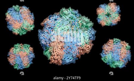 Darstellung der Ribulose-1,5-Bisphosphat-Carboxylase/Oxygenase (Rubisco)-Enzymstruktur. Rubisco ist das am häufigsten vorkommende Protein auf der Erde, das am Prozess der Photosynthese in Pflanzen, Algen und einigen Bakterien beteiligt ist. Stockfoto