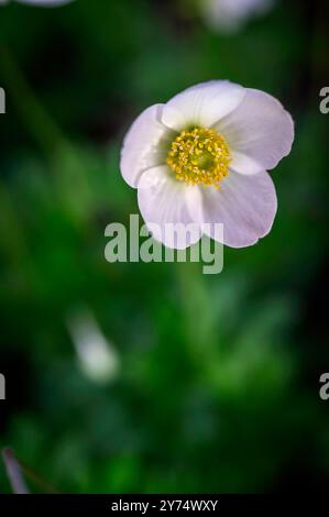 Schneeglöckchen-Windblume (Anemone sylvestris) in Blüte Stockfoto