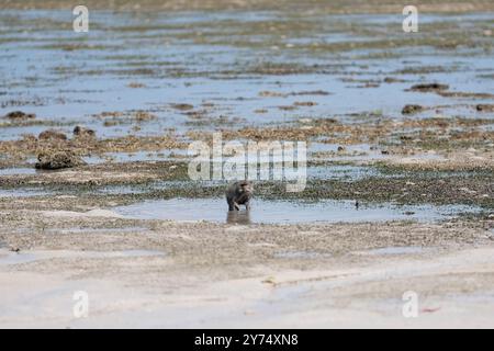 Langschwanzmakaken jagen an einem sonnigen Tag am Strand von Bama, Baluran, Indonesien Stockfoto