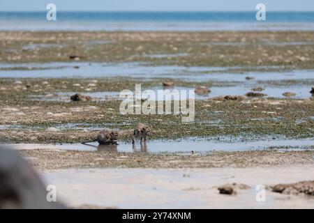 Langschwanzmakaken jagen an einem sonnigen Tag am Strand von Bama, Baluran, Indonesien Stockfoto