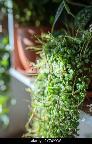 Großaufnahme von Peperomia prostrata - Schnur von Schildkröten-Zimmerpflanze in Keramikblumentopf auf dem Regal zu Hause Stockfoto