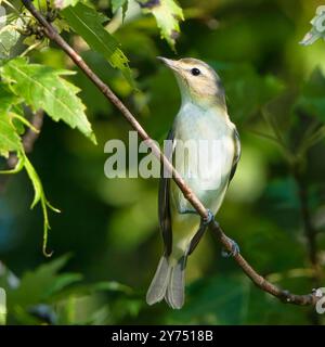 Eine Nahaufnahme eines wirbelnden Vireo-Vogels, der an einem sonnigen Tag auf einem Baumzweig thront, mit verschwommenem Hintergrund Stockfoto