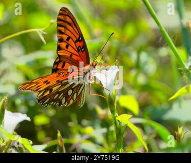 Eine Nahaufnahme eines fritillarischen Schmetterlings aus dem Golf, der an einem sonnigen Tag im Garten den Nektar einer weißen Blume speist, mit verschwommenem Hintergrund Stockfoto