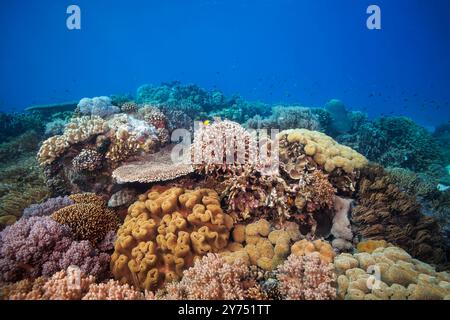 Ein hartes und weiches Korallenriff und schwärme Rifffische dominieren diese Unterwasserszene, abseits der Straße in der Demokratischen republik Timor-Leste. Stockfoto