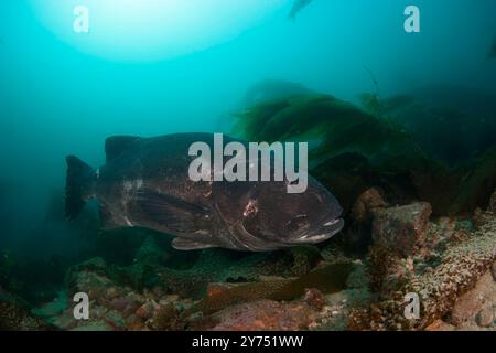 Riesenbarsch, Stereolepis gigas, schwebend zwischen Riesentang, Macrocystis pyrifera, Catalina Island, Kalifornien, Ostpazifik. Stockfoto