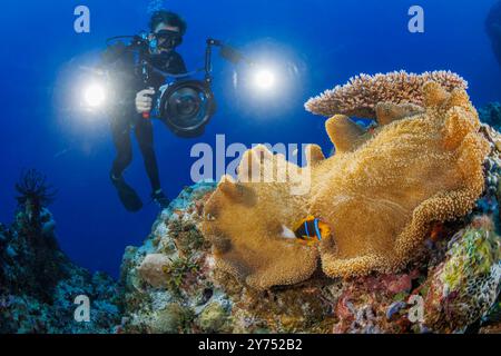 Ein Taucher (MR) schießt mit einem Videosystem, Clarks Anemonefish, Amphiprion Clarkii, auf einem Mertens Teppich Seeanemone, Stichodactyla mertensii, Yap, Mic Stockfoto