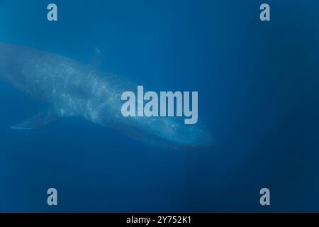 Ein Zwergwal, Balaenoptera musculus brevicauda, gleitet unter der Oberfläche vor der Demokratischen Republik Timor-Leste. Stockfoto