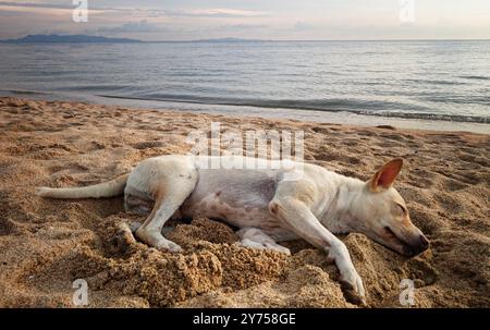 Der Hund liegt am Strand. Der Hund ist weiß. Der Strand ist sandig Stockfoto