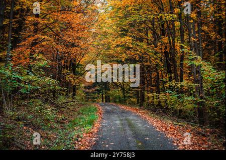 Schöne Herbststraße durch bunten Wald Stockfoto