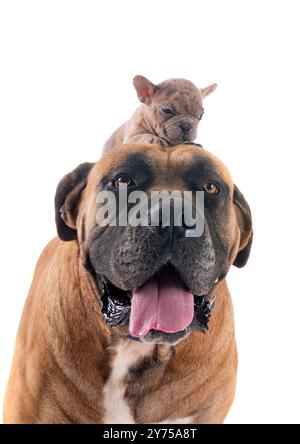 Brauner Boerboel und Welpen-Bouledogue vor weißem Hintergrund Stockfoto
