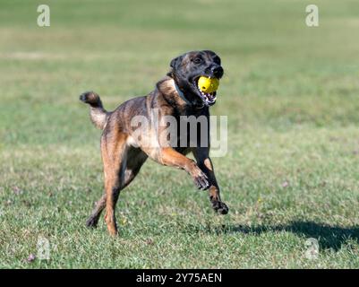 malinois-Training für Gehorsamsdisziplin in der Natur Stockfoto