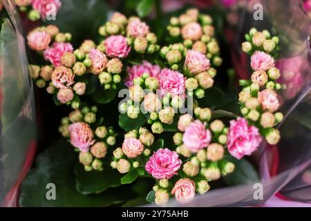 Ein wunderschöner Haufen leuchtender rosafarbener Blumen, begleitet von üppig grünen Blättern, die in jeder Umgebung eine atemberaubende visuelle Darstellung schaffen Stockfoto