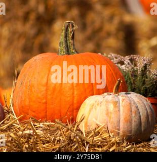 Auf dem Foto befinden sich zwei Kürbisse - ein großer orangefarbener und ein kleiner, und daneben steht ein Heidekraut auf gemähtem trockenem Gras. Foto eines Quadrats Stockfoto