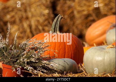 Ein Strauß von Heidekraut und eine gute Ernte von Kürbissen verschiedener Arten, Farben und Größen, die auf trockenem Gras und Heu liegen, wurden in der CA gefangen Stockfoto