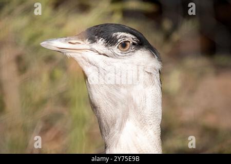 Die Australian Bustard ist einer der größten Vögel Australiens. Es handelt sich um einen hauptsächlich grau-braunen Vogel, gesprenkelt mit dunklen Markierungen, mit einem blassen Hals und schwarzem cr Stockfoto