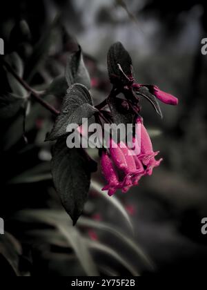 Rote Blumen an einem nebeligen Tag im Monte Palace Tropical Garden in Funchal auf Madeira, Portugal. Stockfoto