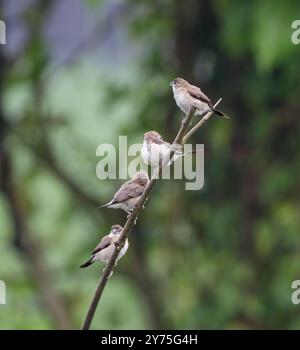 Eine Gruppe indischer Silverbill-Vogel sitzt auf dem Ast. Stockfoto