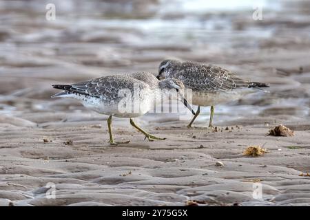 Sandpiper, Holme Dunes, Norfolk, Großbritannien Stockfoto