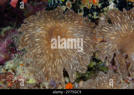 Kohl Leather Coral, Sinularia cf brassica, Tauchplatz Pasir Tidore, WEDA, Halmahera, Indonesien Stockfoto