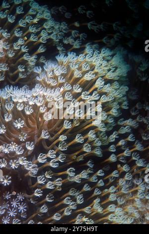 Gelappte Leder Korallenpolypen, Lobophytum sp, Lankoi Tauchplatz, South Rinca Island, Komodo Nationalpark, Indonesien Stockfoto