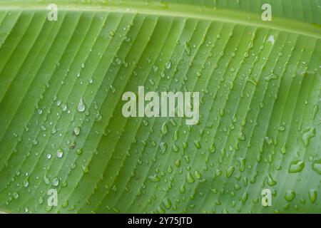 Bananenblatt mit Wassertröpfchen nach einem Regenfall Stockfoto