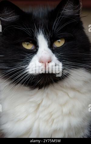 Nahporträt einer schwarz-weißen Katze mit intensiv gelben Augen. Stockfoto