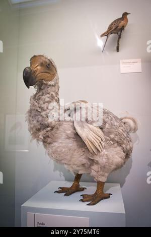 Taxidermy Dodo, der ausgestorbene flugunfähige Vogel, Natural History Museum, Kensington, London Stockfoto