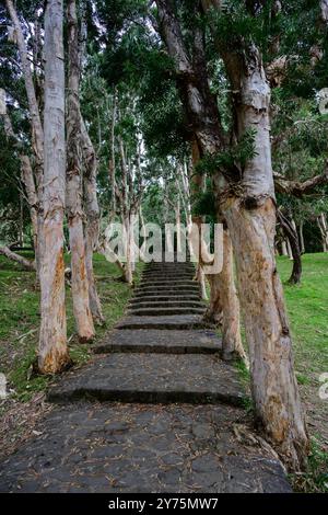 Pfad zu den Alexandra Falls mit Treppen gesäumt von Eukalyptus- oder Papierbäumen auf Mauritius Stockfoto