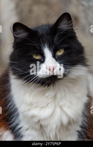 Schwarz-weiße Katze mit durchdringenden gelben Augen auf verschwommenem Hintergrund. Stockfoto