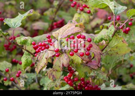 Nahaufnahme von roten Beerensträuchern eines Gelderrosen- oder Viburnum opulus-Strauchs Stockfoto