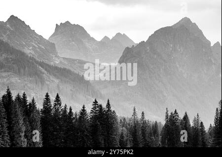 Nadelbäume und massive hohe Berge. Schwarzweißfoto, das Freiheit und Abenteuer zeigt. Stockfoto