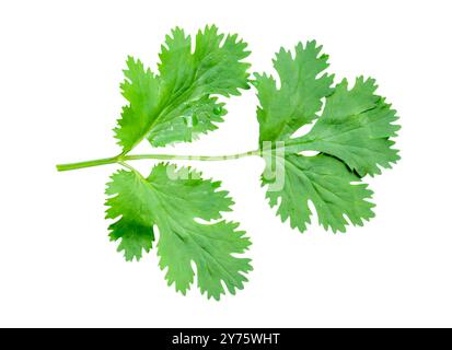 Die Draufsicht des frischen grünen Korianderblattes ist auf weißem Hintergrund isoliert. Stockfoto
