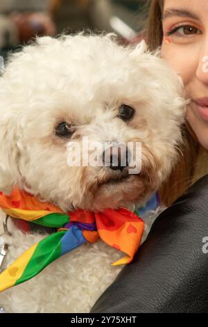 Hund mit Regenbogenkragen in Preston, Lancashire. Unterhaltung in Großbritannien. September 2024. Bichon Frise Happy Stolz Days: Unzählige farbenfrohe, lebendige Charaktere feiern Liebe und Einheit bei der Veranstaltung im Stadtzentrum. Quelle: MediaWorldImages/AlamyLiveNews Stockfoto