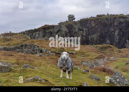 Ein Schaf vor dem Käsering im Bodmin Moor Stockfoto