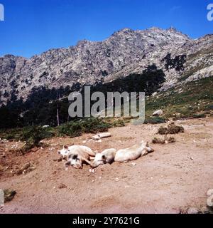 Schweine faulenzen an der Passstraße Col de Vergio zwischen den Departememts Haute-Corse und Corse-du-Sud auf der Insel Korsika, um 1985. Stockfoto